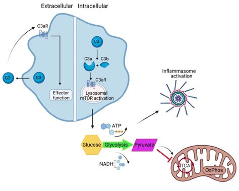 Proposed Complement Metabolism Inflammasome Axis Autocrine Complement