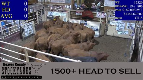 822022 1500 Head Beaver County Stockyards Livestock Auction