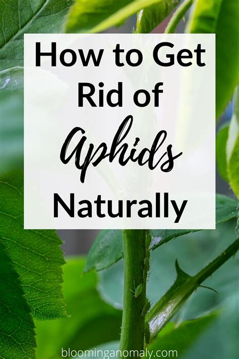 How To Get Rid Of Aphids On Plants Artofit