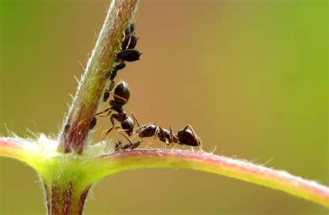 Ant - Description, Habitat, Image, Diet, and Interesting Facts