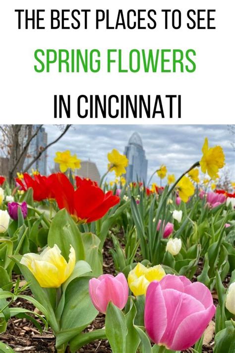 The Best Places To See Spring Flowers In Cincinnati Adventure Mom