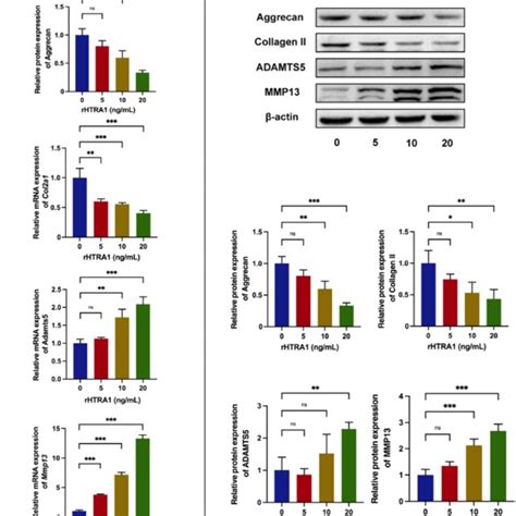 The Role Of HTRA1 In Changes In Endplate Chondrocytes A The MRNA