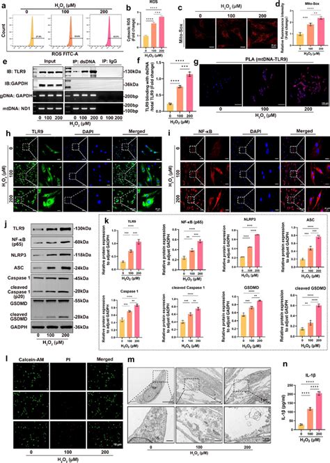 Os Induced Activation Of The Tlr9 Nf κb Nlrp3 Axis And Npc Pyroptosis Download Scientific