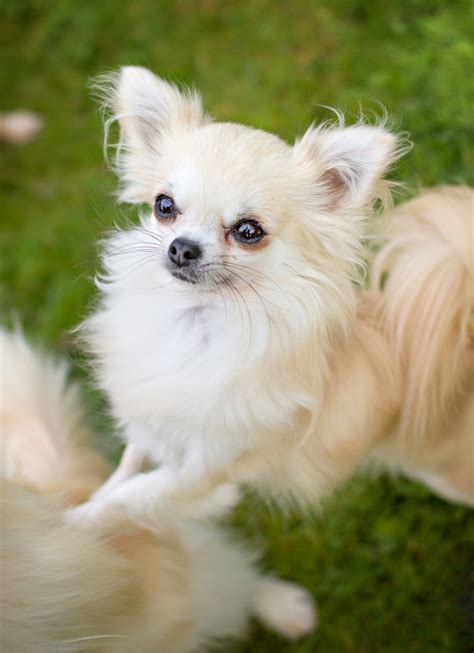 Chihuahua Rescue Uk Adopt Dont Shop Gallery Of Lovely Dogs That