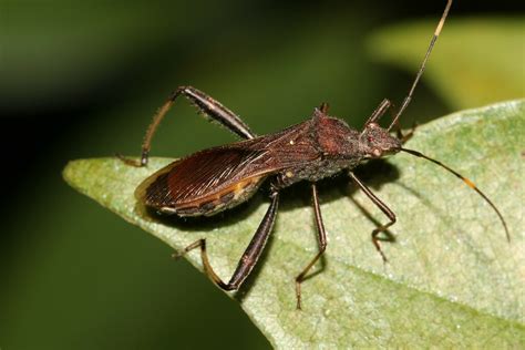 Riptortus Abdominalis From Wonga Qld Australia On July