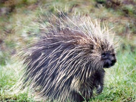 North American porcupine - Alchetron, the free social encyclopedia