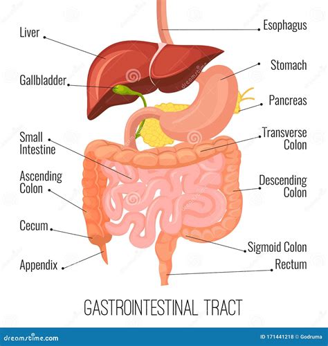 Human Intestines Diagram