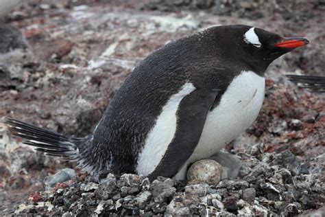 Gentoo Penguins