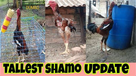 Shamo Chicken Update Sino Ang May Pinaka Matangkad Na Shamo Dito