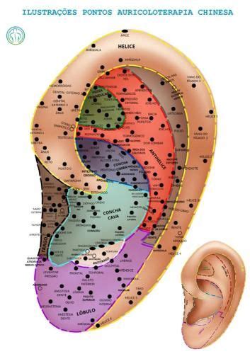 Mapa Ilustra Es Pontos Auriculoterapia Chinesa Acupontos Auriculares