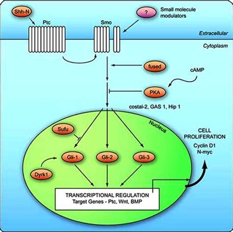 Mechanisms Of The Sonic Hedgehog Shh Signalling Pathway Activation