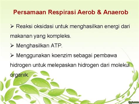 Reaksi Aerob Dan Anaerob Ujian