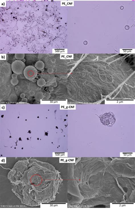 SEM Micrographs Of CNF PLA Composite Obtained By Pickering Emulsion