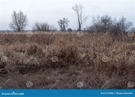 Naked Trees And Dry Grass In The Autumn Evening Meadow Stock Photo Image Of Grass Naked
