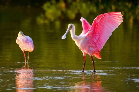 Common Types Of Pink Birds With Pictures