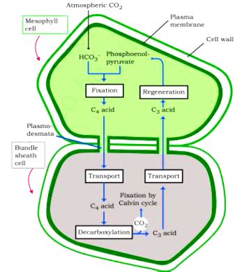 Hatch And Slack Pathway Or C4 Cycle