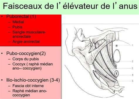 Faisceau Ilio Ischio Coccygien Ue Sp Petit Bassin Tutorat