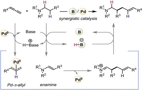 β‐c−h Allylation Of Trialkylamines With Allenes Promoted By Synergistic