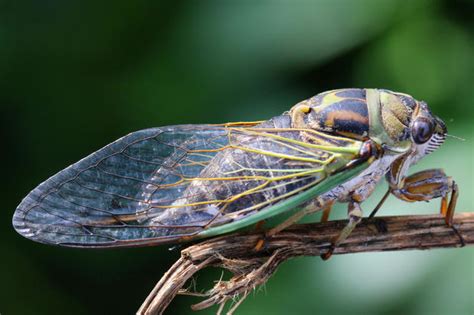 This Years Cicada Invasion Will Be Massive American Downfall