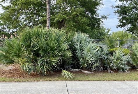 Saw Palmetto Palm Plant Guide Central Florida Plant Guide