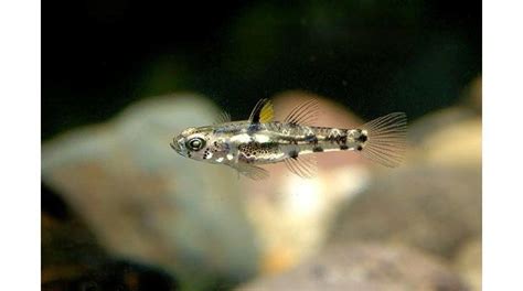 Dwarf Pygmy Goby Alchetron The Free Social Encyclopedia