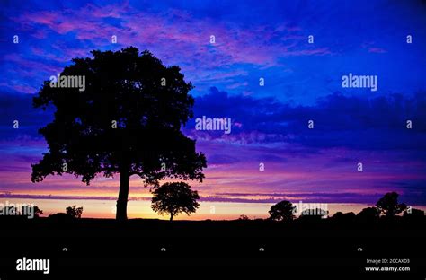 Sunset/sunrise with Oak tree Silhouette Stock Photo - Alamy