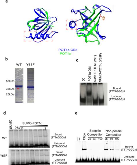 POT1c Interaction With Telomeric DNA In Vitro A 3D Structure