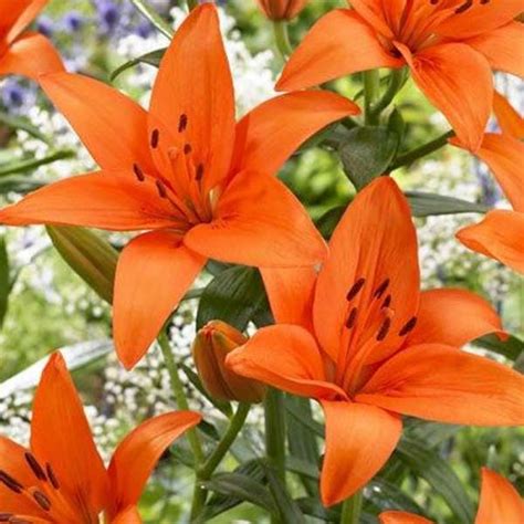 Orange Tiger Lily X 5 Stems Flowersandservices®