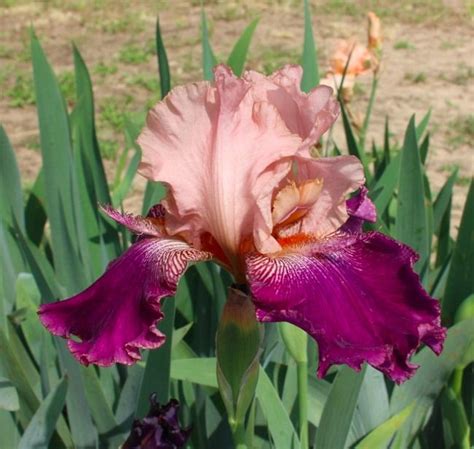 Photo Of The Bloom Of Tall Bearded Iris Iris Stardock Posted By