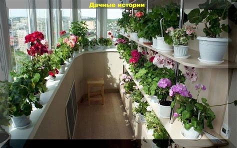 Методы хранения пеларгоний (гераней) зимой: простые способы хранения ...