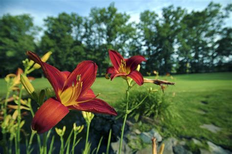 rates memberships pinelands golf club