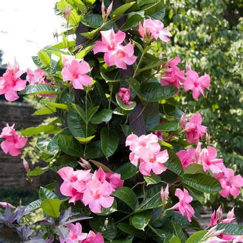 Amazon CHUXAY GARDEN 100 Seeds Pink Mandevilla Sanderi Flower