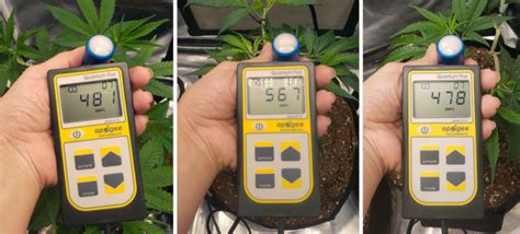 How To Increase DLI For Bigger Yields Daily Light Integral Tips