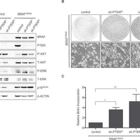 Pten Depletion Abrogates Braf V E Induced Senescence In Cultured