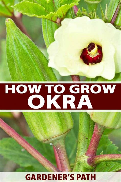 How To Grow Okra In Your Home Veggie Patch Gardener’s Path