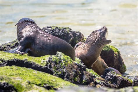 Baby Sea Lions From Galapagos Stock Photo - Download Image Now - Animal ...