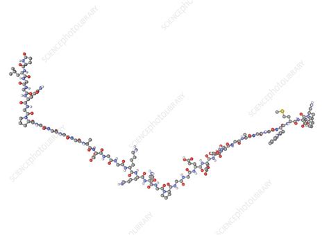 Gastrin hormone molecule - Stock Image - C003/2395 - Science Photo Library