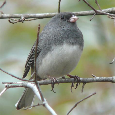 What Bird is Showing that Flash of White on its Tail?