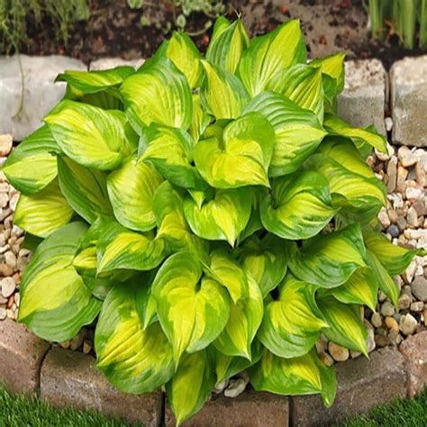 хоста ЛЕЙКСАЙД БАНАНА БЕЙ (Hosta Lakeside Banana Bay) – PIONESSA