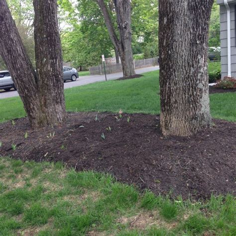 Underplanting- 2 Tree mulch bed