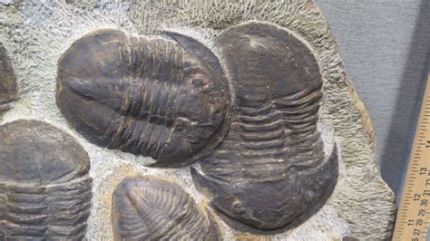 Fossil Large Trilobite Plate Trilobite Cluster Calymene 450 Mil Yrs