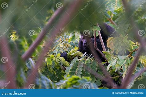 Large Black Howler Monkey in His Rainforest Habitat. Stock Photo ...