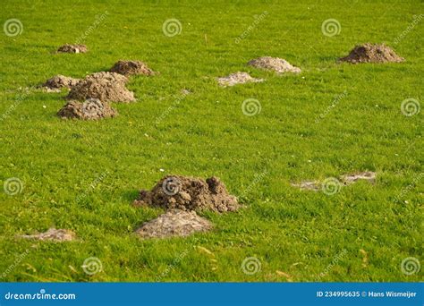 Fresh mole hills. stock image. Image of nature, ground - 234995635