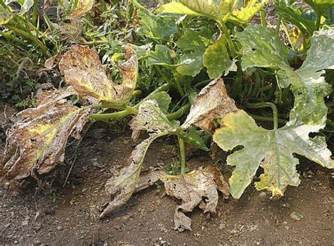 Prévenir et soigner les dégâts sur la courge Feuille de courgette