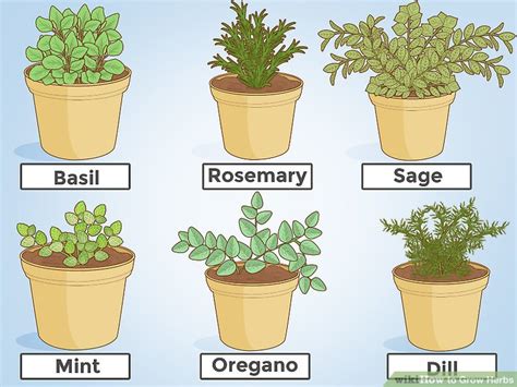 3 Ways To Grow Herbs Wikihow