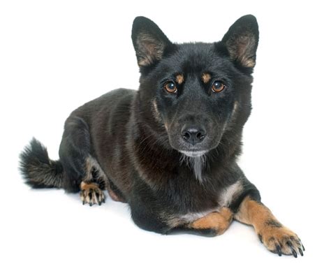 Black Shiba Inu German Shepherd Mix