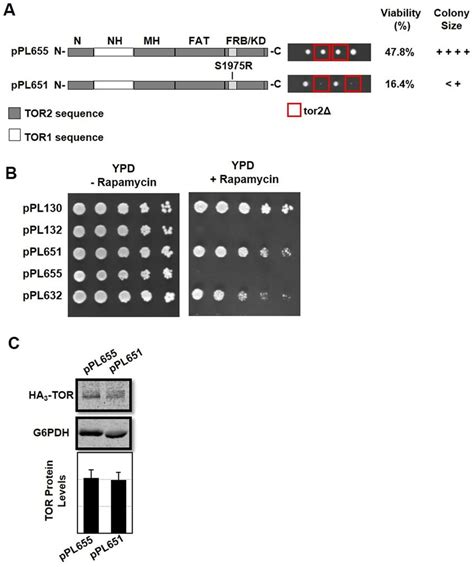 Introducing The Tor Allele Into The Tor Mas Domain Chimera Is