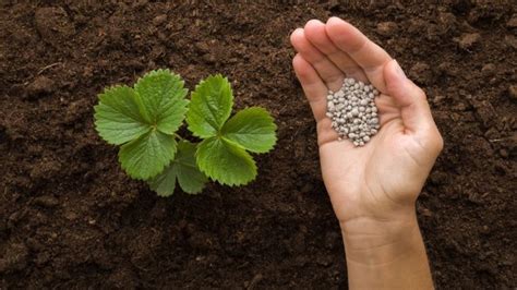 Fertilize Plants Like A Pro Quick Guide Cozynestliving