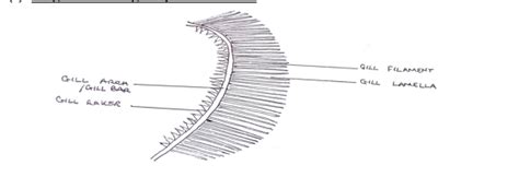 Labeled Fish Gill Diagram - Diagram Media