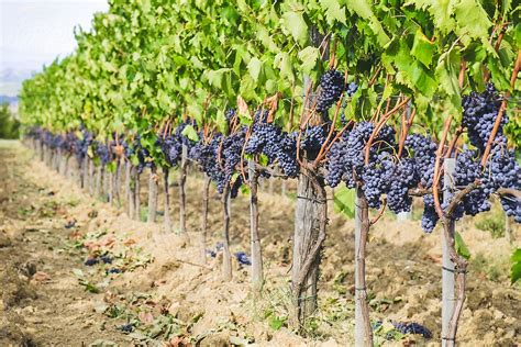 "Tuscan Vineyard Full Of Red Grapes, Just Before The Harvest" by Stocksy Contributor "Giorgio ...